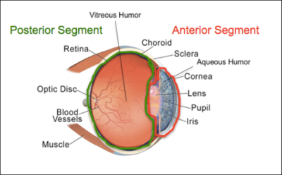 Function and Structure of the Eye: Vision and Posterior Segment - Medicine Gemp2 with Gemp2 at University of Witwatersrand - StudyBlue